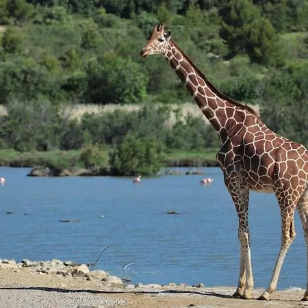 Ideale Les Grands Buffets 